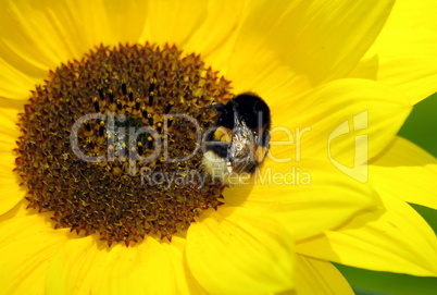 Sonnenblume mit Hummel