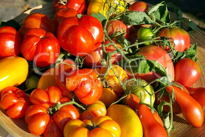Tomatenkorb