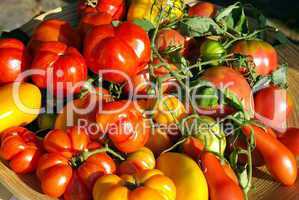 Tomatenkorb