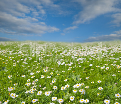 Blumenwiese