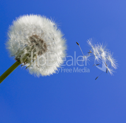 Pusteblume