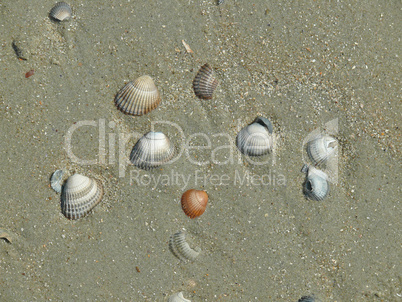 Muscheln an einem Strand