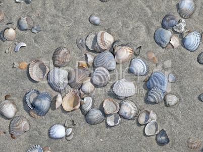 Muscheln an einem Strand