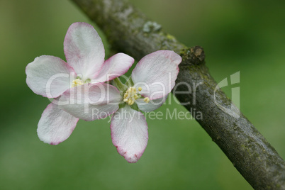 Apfelblüte