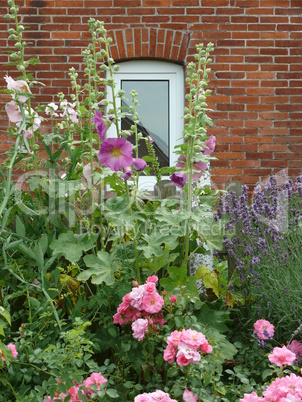 Gartenblumen vor Fenster