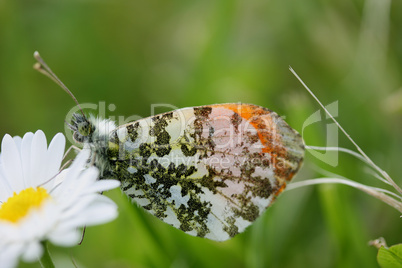 Aurorafalter, Anthocharis cardamines