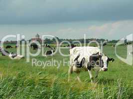 Kühe auf einer Weide bei Pilsum