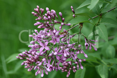 Fliederblüte