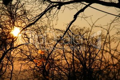 Sonnenuntergang durch Äste