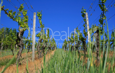 Weinreben bei blauem Himmel