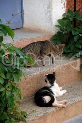 Katzen in der Provence