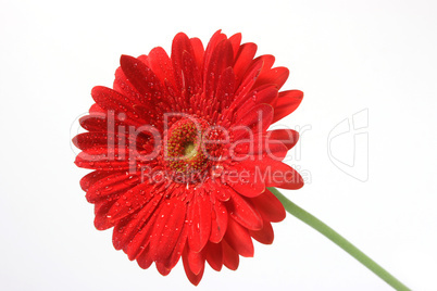 Gerbera