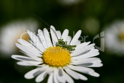 Grashüpfer auf Gänseblümchen