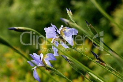 Iris, Schwertlilie