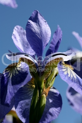 Iris, Schwertlilie