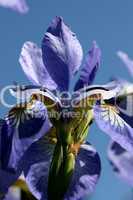 Iris, Schwertlilie