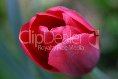 Tulpe