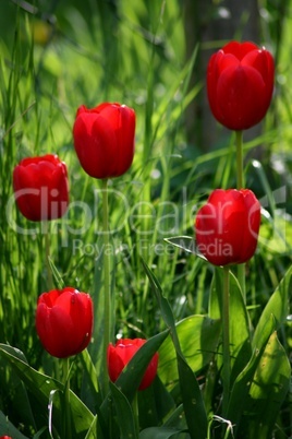 Tulpen