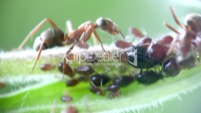 Ants and aphids close-up.