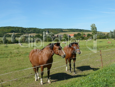 Pferdekoppel bei Freyburg
