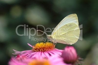 Schmetterling auf Blüte