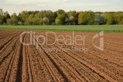 bestelltes Feld