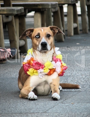 Hund mit Blumenkranz