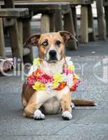 Hund mit Blumenkranz