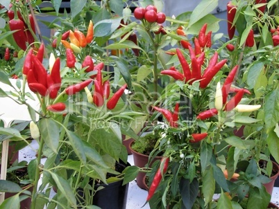 57+ Peperoni Pflanze Rot Weiß Lila, Peperoni bevorzugen ein warmes,