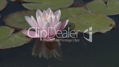 Pink water lily bud