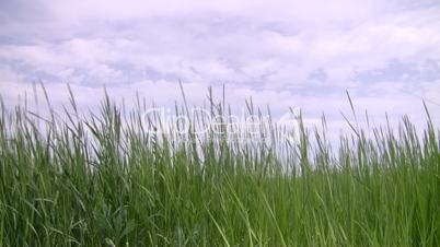 Tall Green Grass.