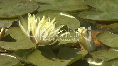 Yellow water lily bud in pond