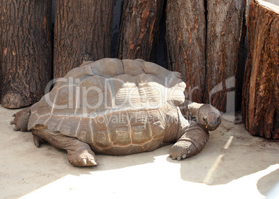 Riesenschildkröte