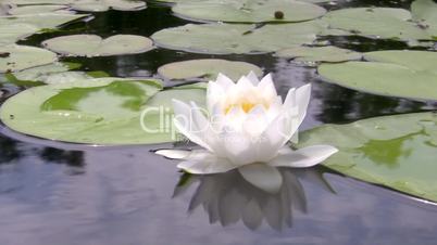 White water lily.