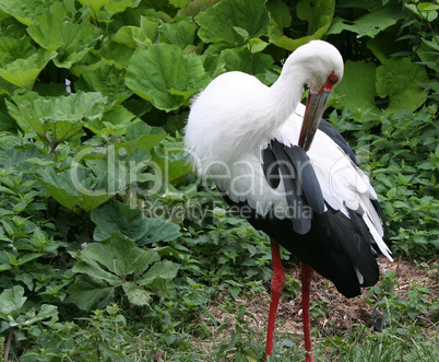 Storch