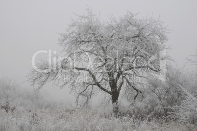 Baum mit Raureif