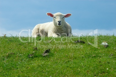 Schaf am Deich