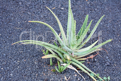 Aloe Vera (GbR)