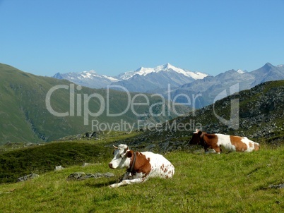 Kühe in den Kitzbüheler Alpen