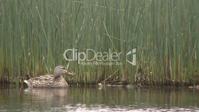 Duck in reeds