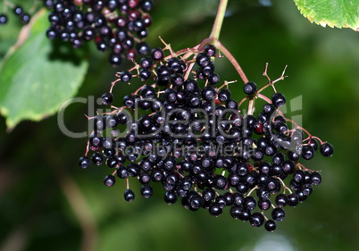 Holunderbeeren