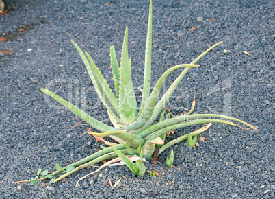 Aloe Vera