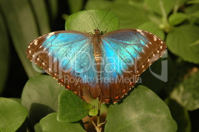 Schmetterling, blau