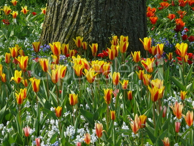 Tulpenwiese