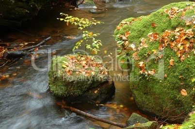 Bach im Herbst