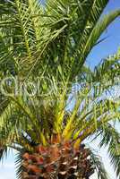Palmenbaum