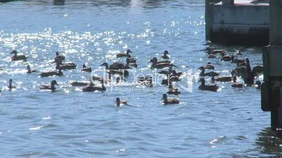 Backlit ducks on sea