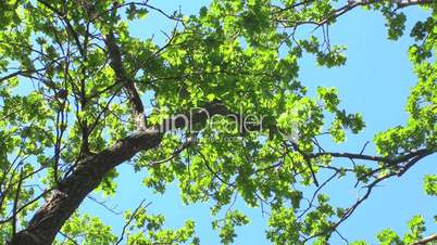 baumkrone mit blauem himmel