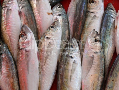 Fische auf einem Markt