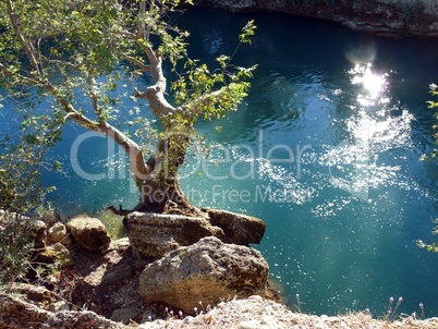 Baum am Manavgat-Wasserfall